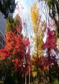 佳人歌唐李延年