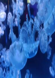 渐欲迷人眼的前两个词